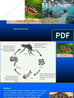 Prevención, Del Dengue: Salomon Durand