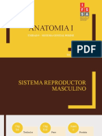 Anatomia I: Unidad 9 - Sistema Genital Perine