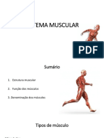 Sistema muscular: estrutura, tipos e funções