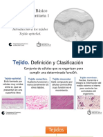 Introducción a los tejidos epiteliales y sus funciones