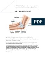 Anatomía Del Codo