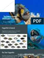 The Titan Triggerfish