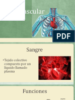 Sistema Cardiovascular