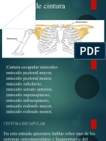 Musculos Escapular y Pelvicos