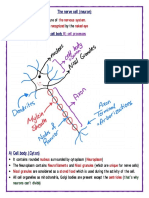 The Nerve Cell - Neuron 