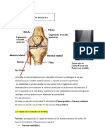 Exploración Rodilla