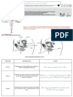 Problème: Comment Fonctionnent Les Ovaires À Partir de La Puberté?