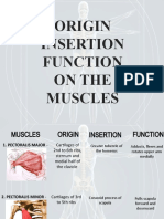 Origin Insertion Function On The Muscles