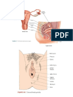 External and Internal Reproductive Organs