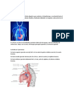 Esofago Anatomia