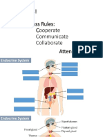 Endocrine System - Glands