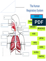 The Human Respiratory System (Parts)