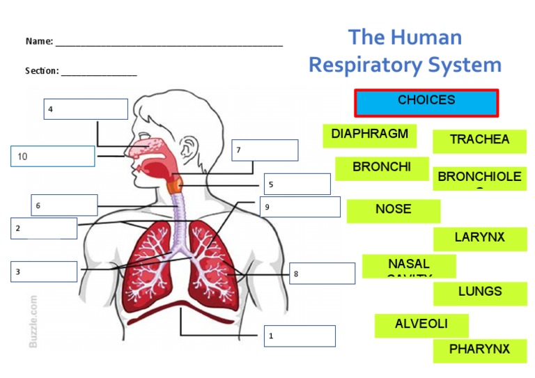 The Human Respiratory System (Parts) Biology Diagrams