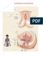 Sistema Reprodutor Feminino e Masculino - Imagens