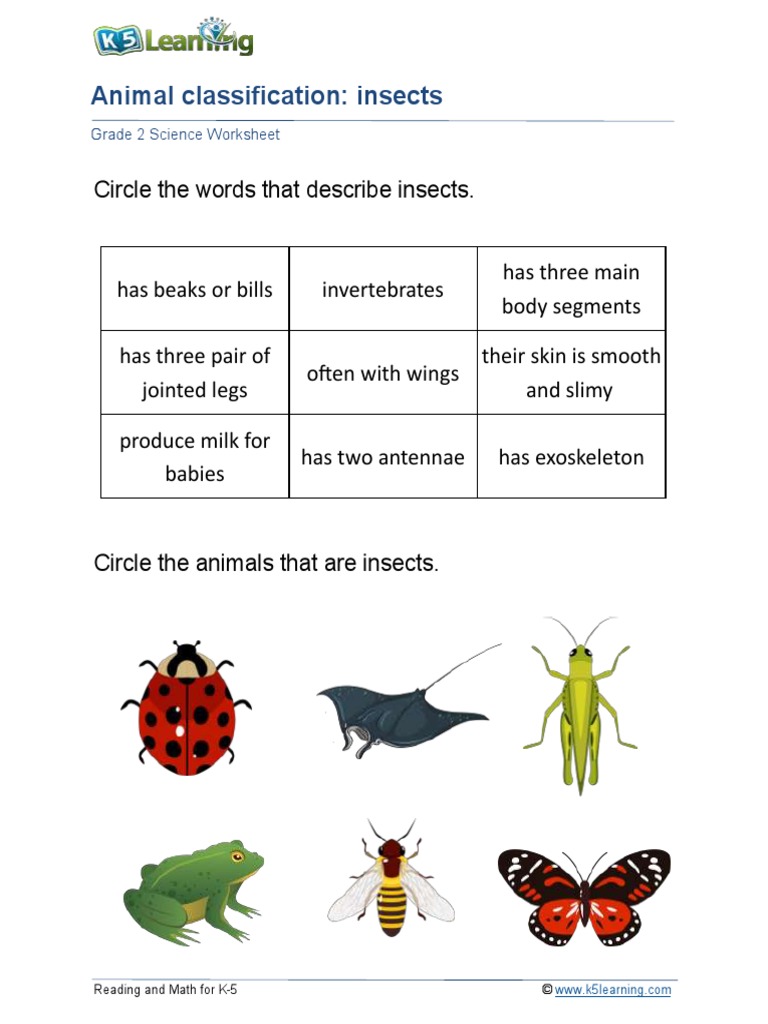 Animal Classification Insects Grade 2 Science Worksheet PDF