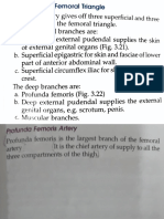 Branches of Femoral Artery in Femoral Triangle