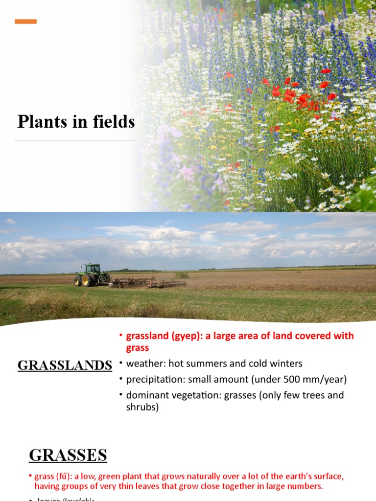 Plants in Fields PDF Leaf Horticulture