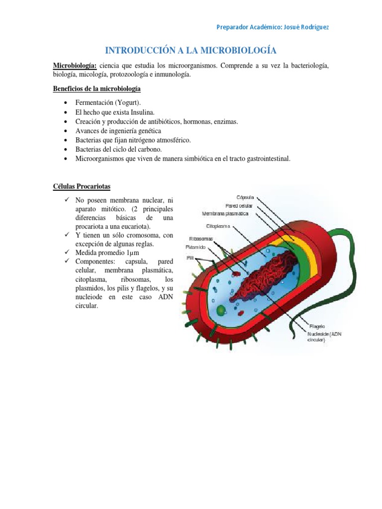 Estructuras y funciones de bacterias | PDF | Membrana celular | Las ...