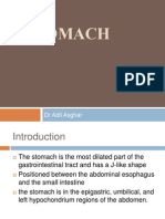 Stomach Anatomy and Functions in 40 Characters