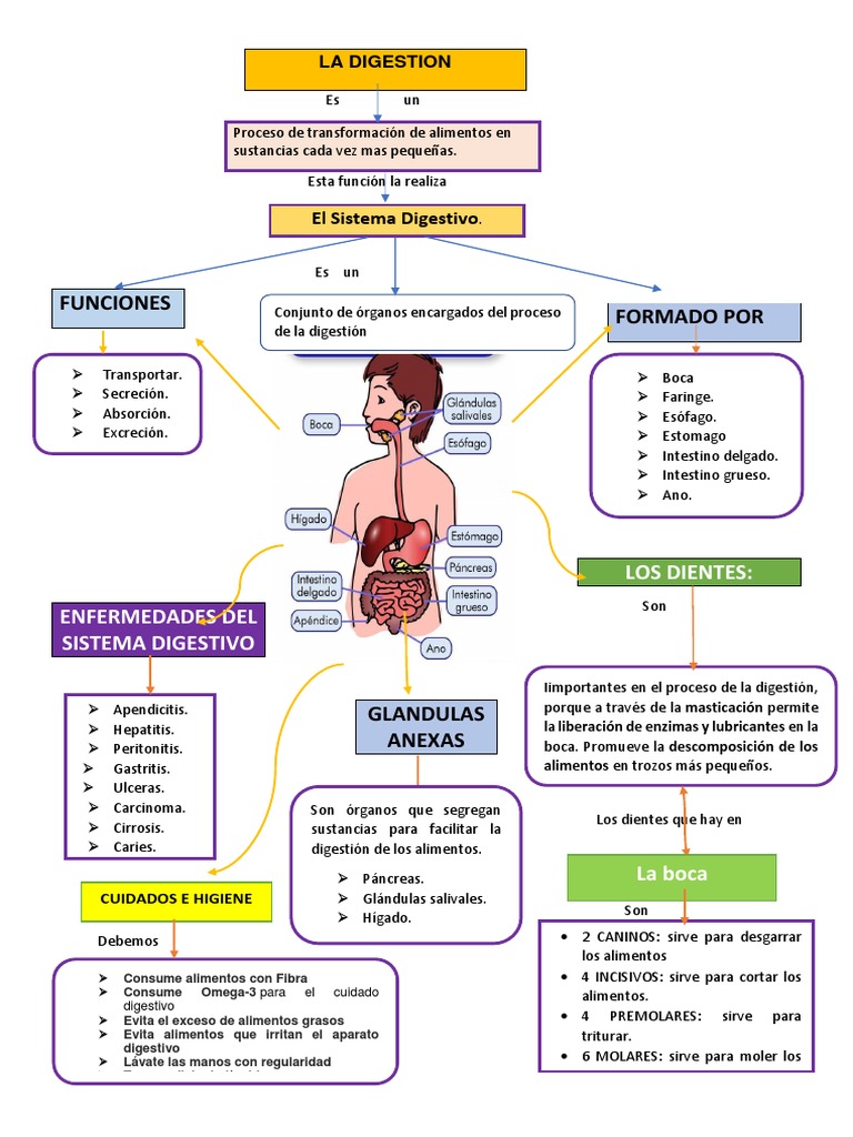 Organizador Visual Sistema Digestivo | PDF | Sistema digestivo humano |  Digestión, image size:768x1024