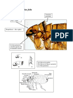 Pluginfile - Php6775889mod Resourcecontent3aula Pratica 9 Pulgas Piolhos 201028129 PDF