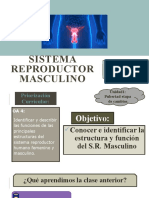 Sistema Reproductor Masculino