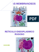 Sistemas Membranosos