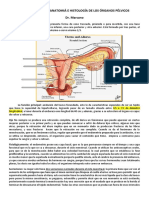 Ginecología - Tema 1, Anatomiá e Histología de Los Órganos Pélvicos
