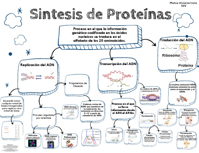Esquema de Síntesis de Proteínas | PDF | Traducción (biología) | Adn