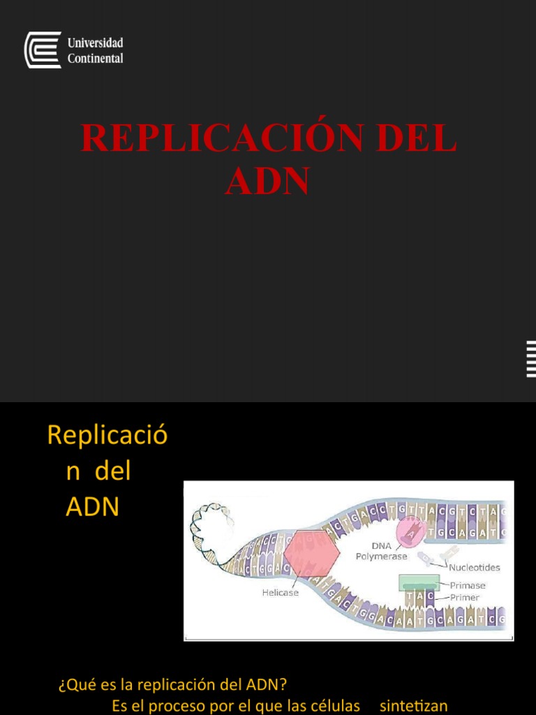 Proceso de Replicación del ADN | PDF | Replicación De Adn | Adn