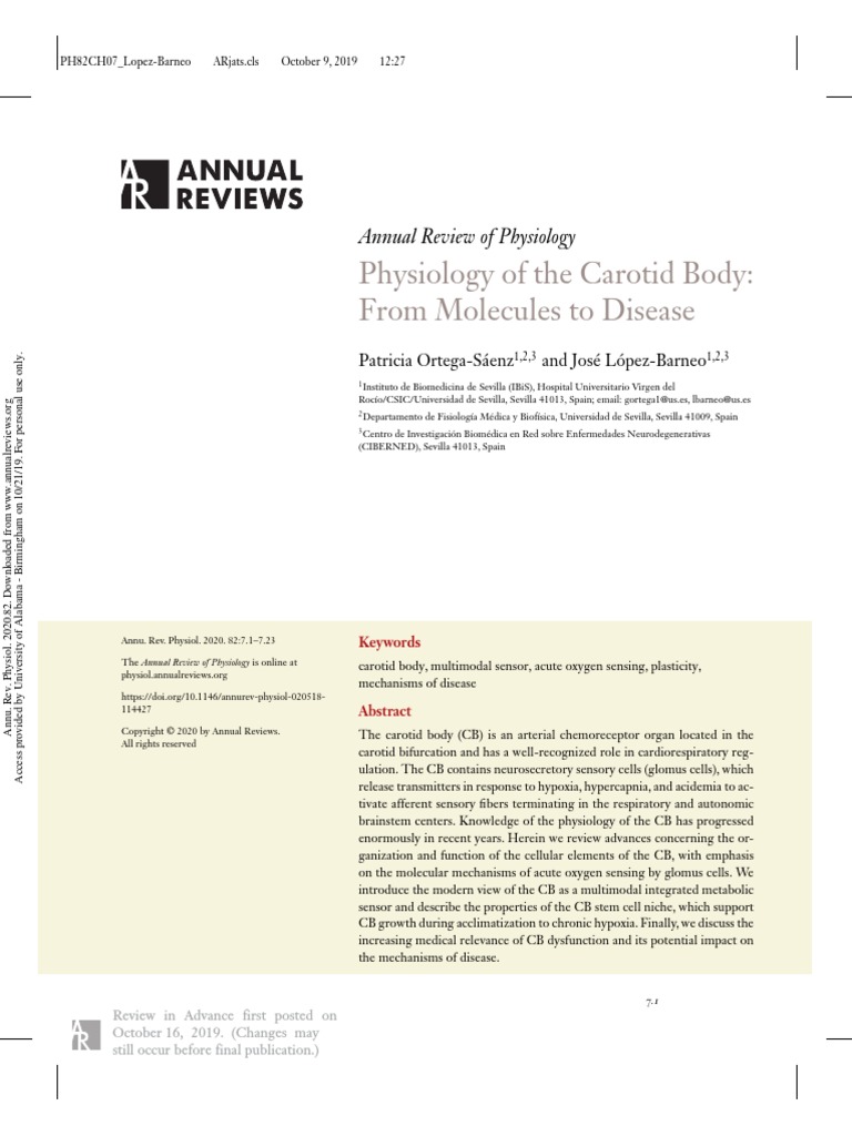 Physiology of The Carotid Body - From Molecules To Disease | PDF ...