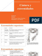 Cintura y Extremidades: Anatomía Octavio Jose de Jesus Santos Martinez Maximiliano Lavín Ramos