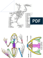 ZOOLREVIWER SKELETAL and MUSCLE