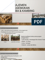 Manajemen Penggemukan Domba & Kambing