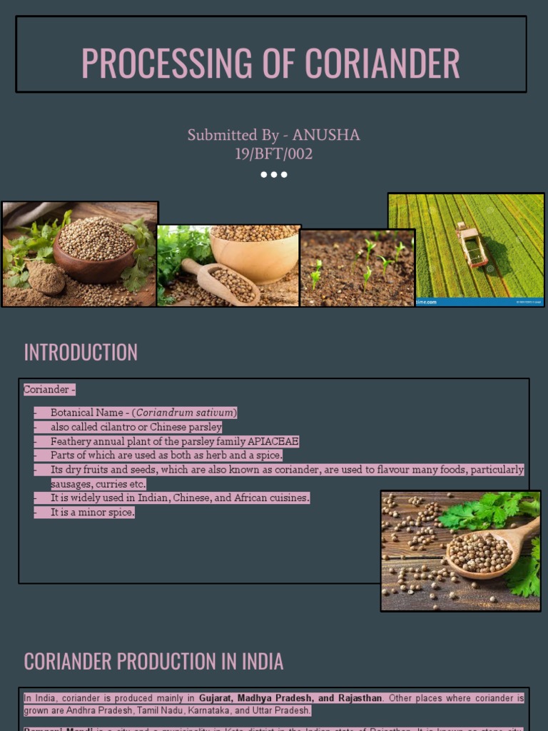 Processing of Coriander Seeds A Comprehensive Look at Cultivation