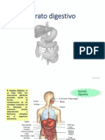 Sistema Digestivo