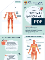 Sistema muscular posterior y frontal