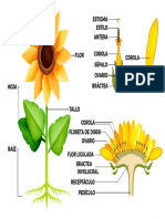 Partes Del Girrasol