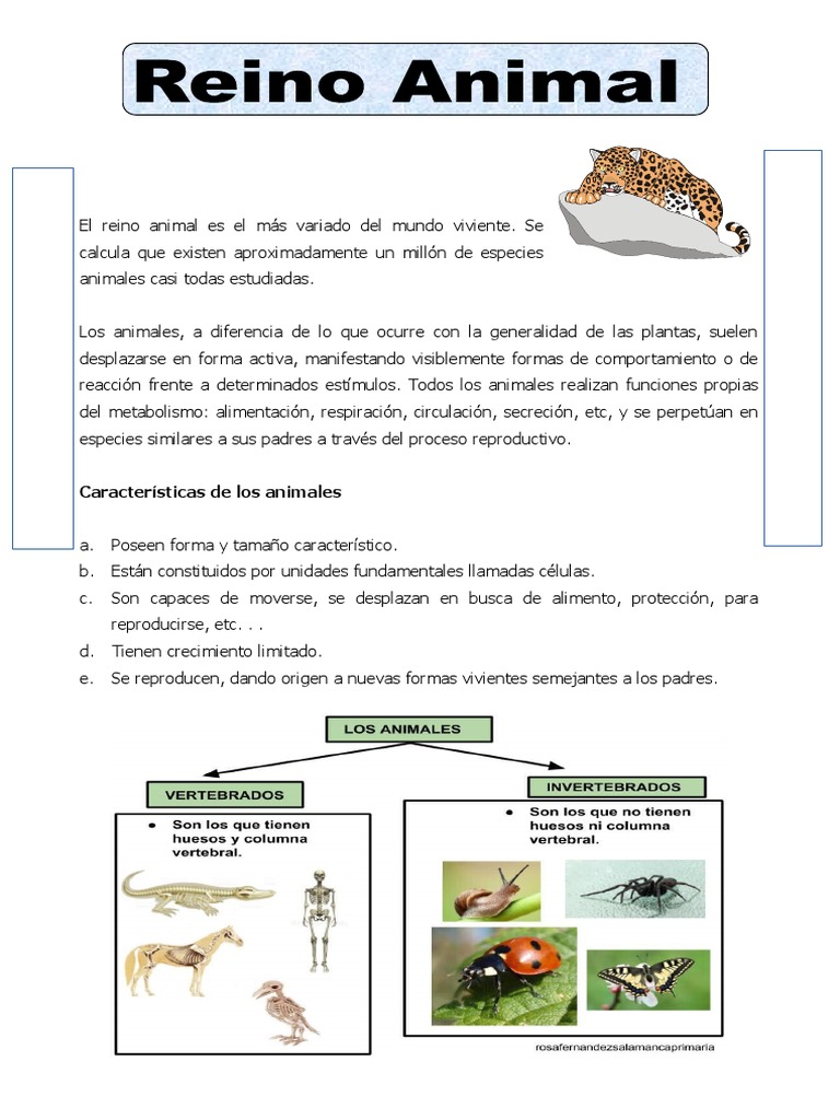 Ficha Reino Animal | PDF | Hogar, jardinería y bricolaje