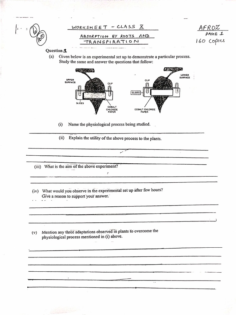 Worksheet Absorption and Transpiration PDF