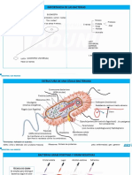 Biología Celula Procariota