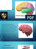 Cerebro y Cerebelo-1