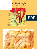 La Piel: Morfología