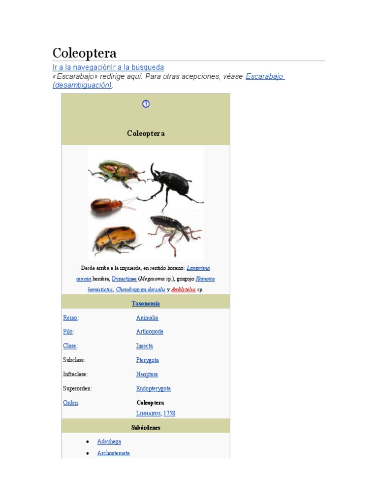 Escarabajos | PDF | Escarabajo | Insectos