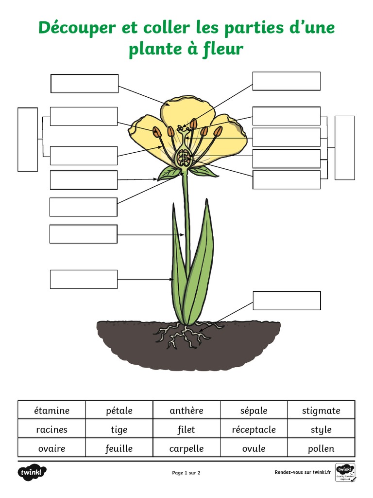 Parties d'une fleur à découper et coller | PDF
