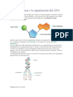 La Estructura y La Organización Del ADN