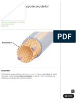 Fenestración y Transporte Endotelial: Endotelio