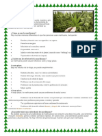 MARIHUANA, Planta Medicinal