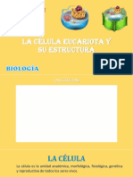 La Célula Eucariota Y Su Estructura: 1º de Secundaria