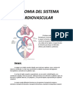 Anatomia Del Sistema Cardiovascular: Sangre